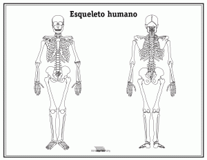 Esqueleto humano sin nombres para imprimir