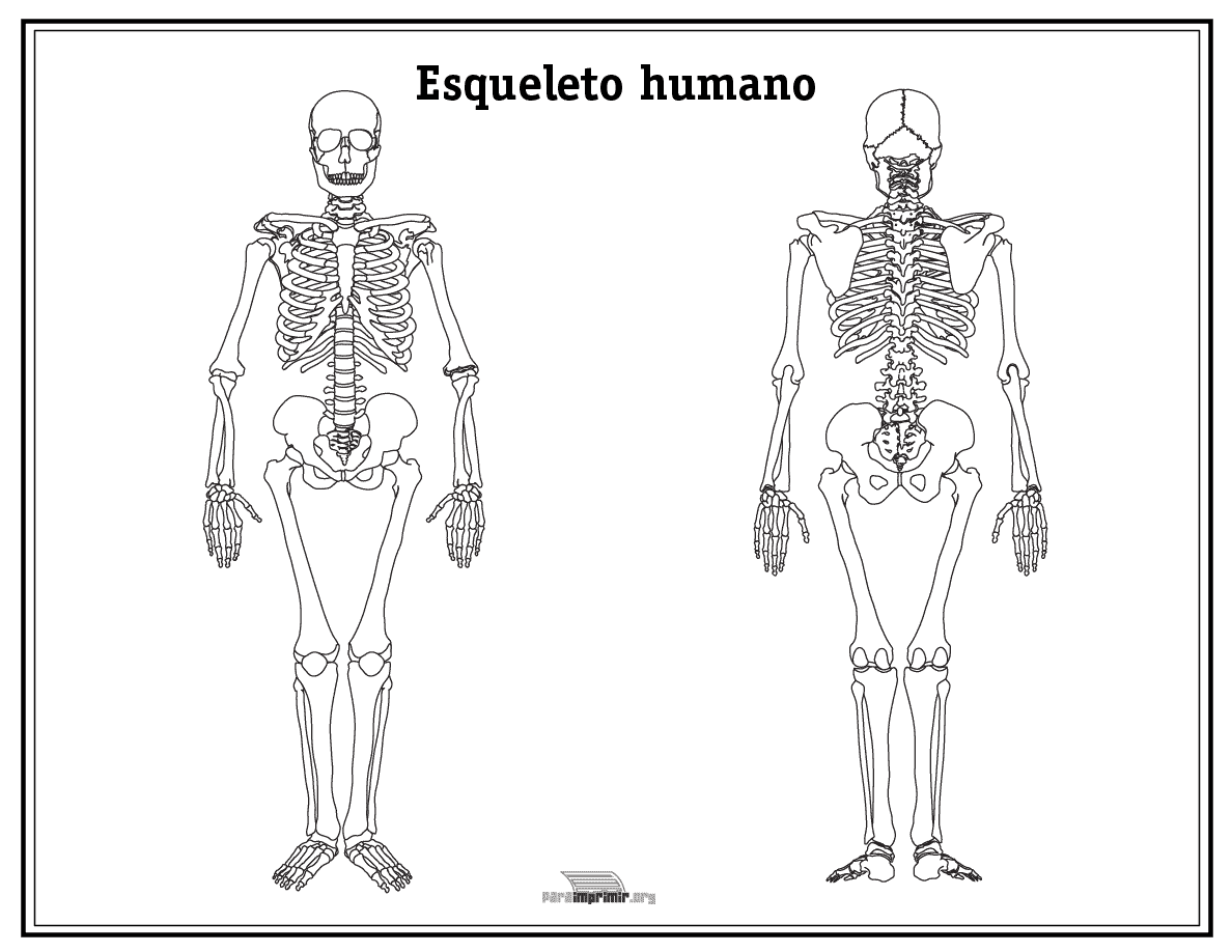 Esqueleto humano sin nombres para imprimir en PDF 2023