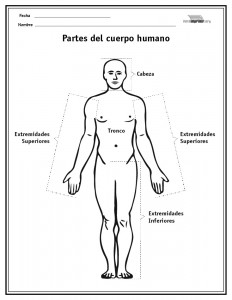 Partes del cuerpo humano para imprimir 